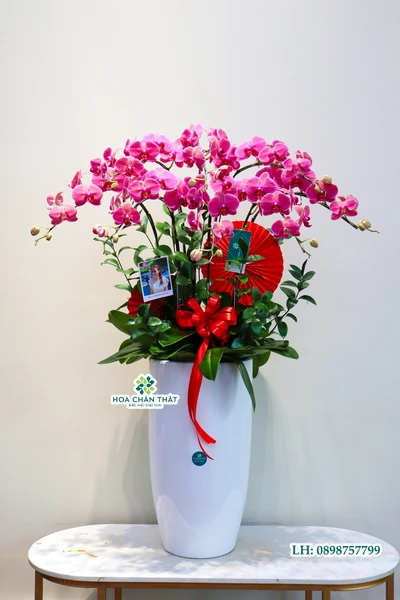 Chậu lan hồ điệp đỏ 8 cành - Cherry
