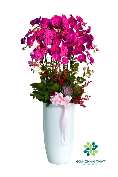 Chậu Lan Hồ Điệp Đỏ Ớt 10 Cành – Màu Đỏ Thắm Sắc Xuân