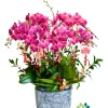 Chậu lan hồ điệp đỏ ớt 10 cành – Tình Nồng 1