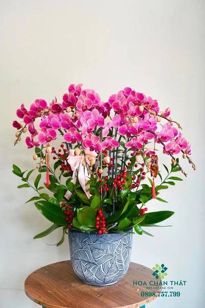 Chậu Lan Hồ Điệp Đỏ Dâu 10 Cành – Tình Nồng