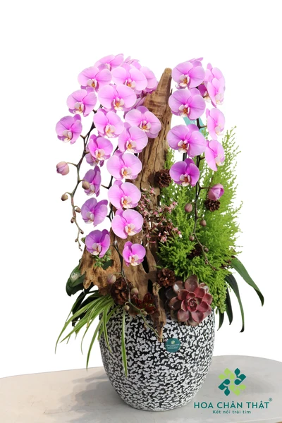 Chậu lan hồ điệp hồng 3 cành – Sắc Hồng Đêm Đông