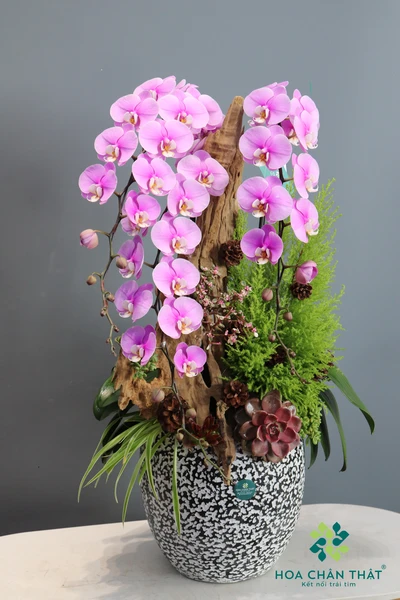 chau lan ho diep hong 3 canh sac hong dem dong 2 2 1