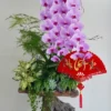 Chậu lan hồ điệp hồng 2 cành – Song Phụng Tề Phi