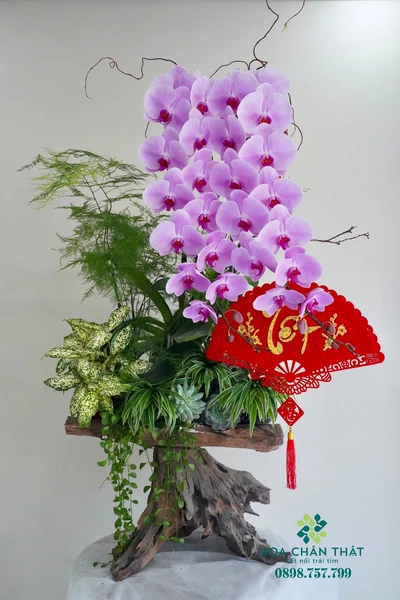 Chậu lan hồ điệp hồng 2 cành – Song Phụng Tề Phi