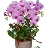 Chậu lan hồ điệp hồng 5 cành - Tình Hồng
