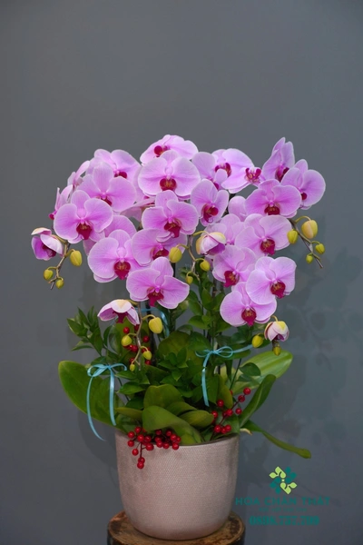 Chậu lan hồ điệp hồng 5 cành – Tình Hồng