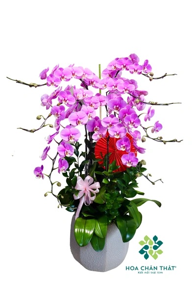 Chậu lan hồ điệp hồng 7 cành - Thanh Xuân