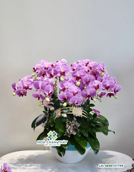 Chậu lan hồ điệp hồng đốm 9 cành - Hòa Sắc Hương