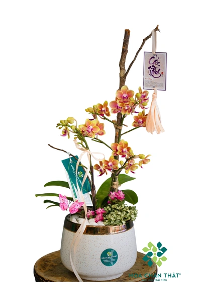 Chậu lan hồ điệp mini 1 cành – Cát Tường