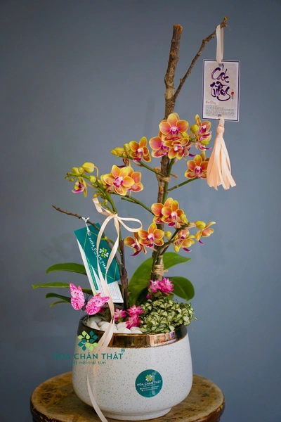 Chậu lan hồ điệp mini 1 cành – Cát Tường