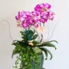 Chậu lan hồ điệp mini 2 cành – Tình Yêu Nhỏ Xinh