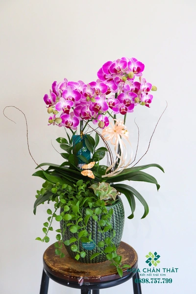 Chậu lan hồ điệp mini 2 cành – Tình Yêu Nhỏ Xinh