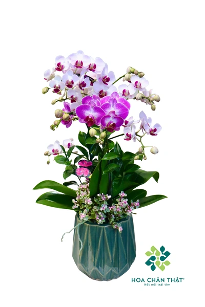 Chậu lan hồ điệp mini 2 cành Trắng Lưỡi Tím – Toàn Bích