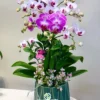 Chậu lan hồ điệp mini 2 cành Trắng Lưỡi Tím – Toàn Bích