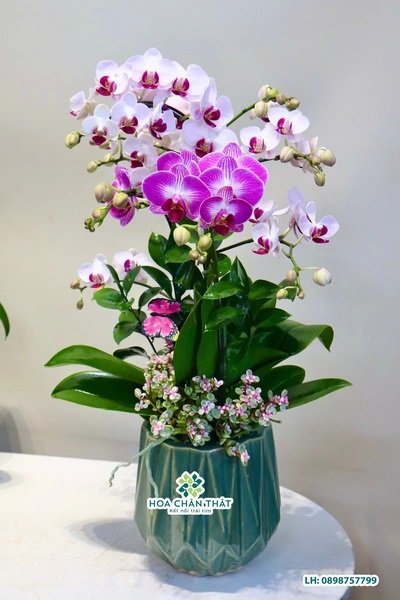 Chậu lan hồ điệp mini 2 cành Trắng Lưỡi Tím- Toàn Bích