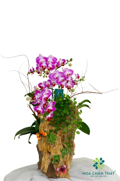 Chậu lan hồ điệp mini ghép lũa tím hồng 3 cành – Tình Thơ Chậu lan hồ điệp mini ghép lũa tím hồng 3 cành – Tình Thơ
