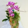 Chậu lan hồ điệp mini ghép lũa tím hồng 3 cành – Tình Thơ