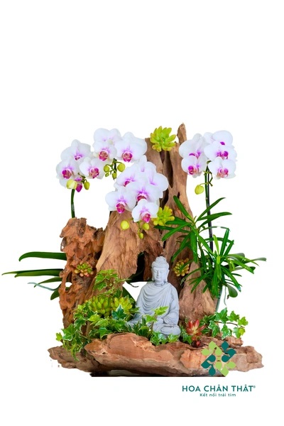 Chậu lan hồ điệp mini 4 cành trắng lưỡi tím – Lan Thiền Viên