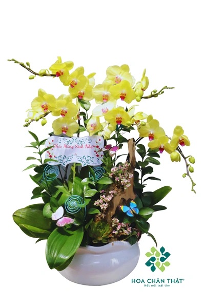 Chậu lan hồ điệp mini 5 cành - Đất Lành Chậu lan hồ điệp mini 5 cành – Đất Lành