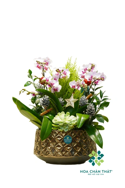 Chậu lan hồ điệp mini 6 cành – Vườn Mùa Đông Chậu lan hồ điệp mini 6 cành – Vườn Mùa Đông