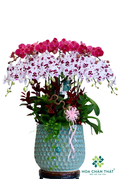 Chậu lan hồ điệp 11 cành – Mắt Biếc