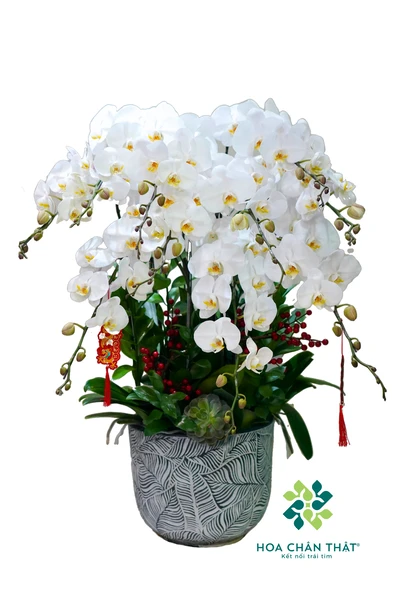 Chậu lan hồ điệp trắng 10 cành – Tinh Khôi