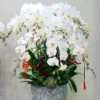 Chậu lan hồ điệp trắng 10 cành – Tinh Khôi
