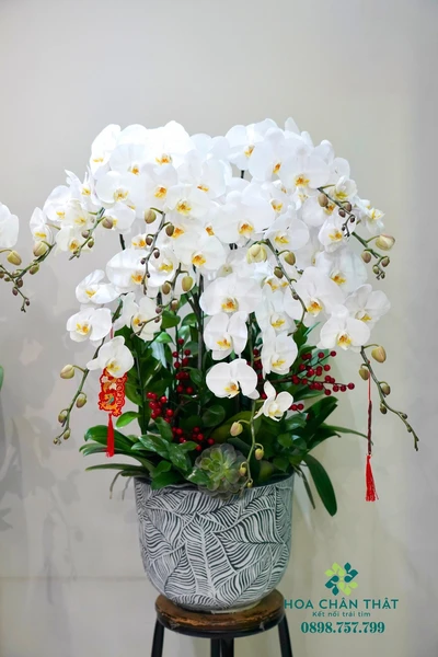 Chậu lan hồ điệp trắng 10 cành – Tinh Khôi