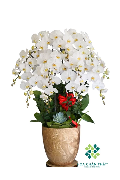 Chậu lan hồ điệp trắng 10 cành – Trăng Ngà