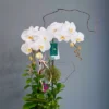 Chậu lan hồ điệp trắng 2 cành – Bạch Ngọc
