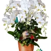 Chậu lan hồ điệp trắng 6 cành 1