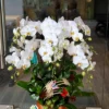 Chậu lan hồ điệp trắng 6 cành – Bạch Nguyệt