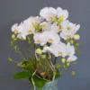Chậu lan hồ điệp trắng 6 cành – Mây Trắng