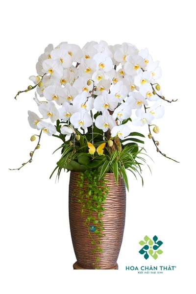 Chậu lan hồ điệp trắng 7 cành – Chốn Bình Yên