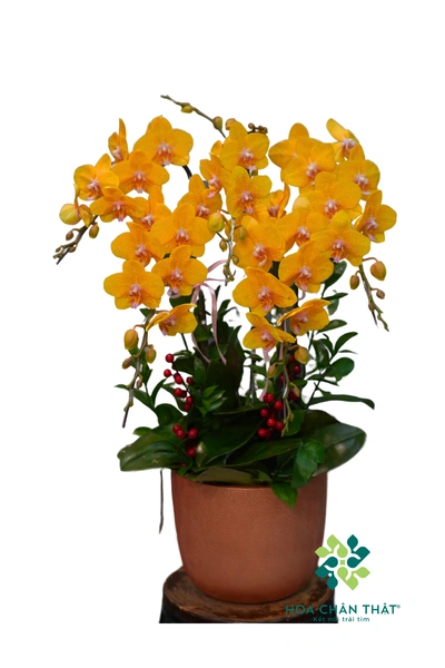 Chậu lan hồ điệp vàng 5 cành – Hạ Vàng