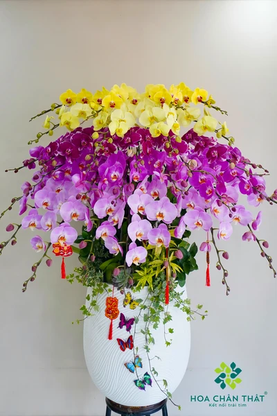 Chậu lan hồ điệp 30 cành – Phúc Lộc Thọ Khang Ninh