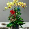 Chậu lan hồ điệp 3 cành – Vàng Như Ý
