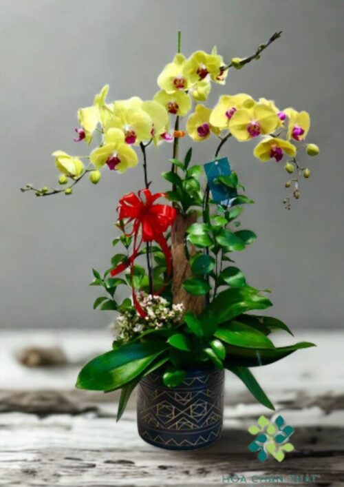 Chậu lan hồ điệp 3 cành – Vàng Như Ý