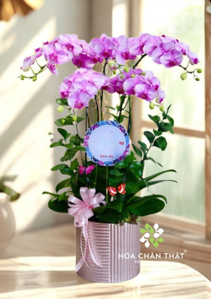 Chậu lan hồ điệp hồng 5 cành