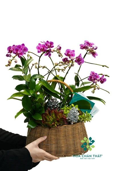 Giỏ lan hồ điệp mini 4 cành – Giỏ Niềm Vui