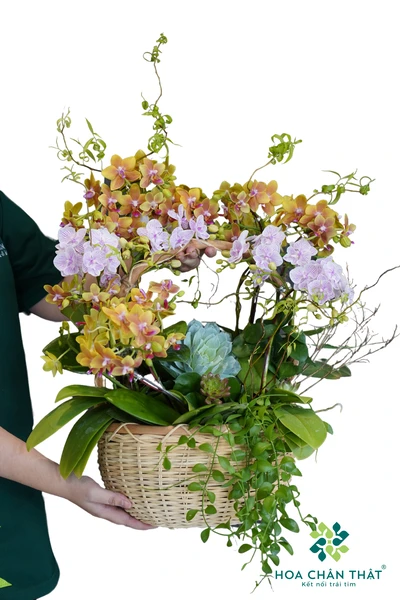 Giỏ Lan Hồ Điệp Mini 4 Cành – Tiểu Hồ Điệp