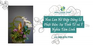 hoa lan ho diep le phat dan