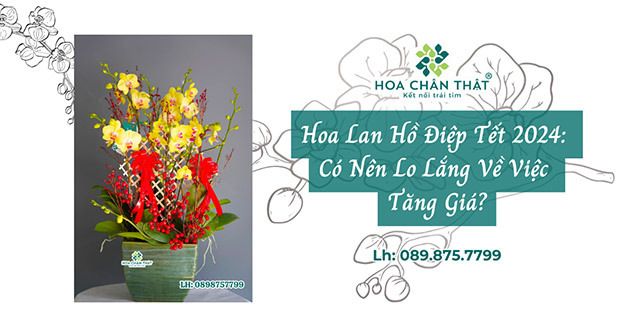 hoa lan ho diep tet 2024