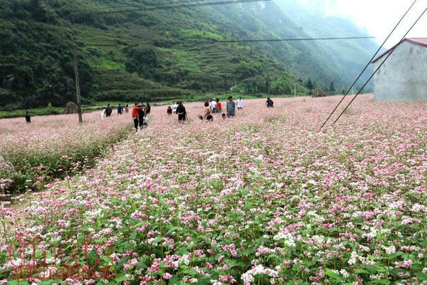 hoa tam giac mach ha giang