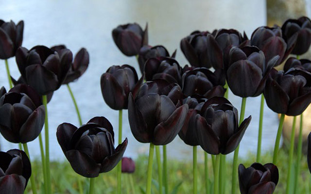 hoa tulip 11