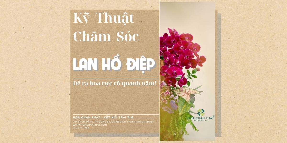 ky thuat cham soc lan ho diep banner0