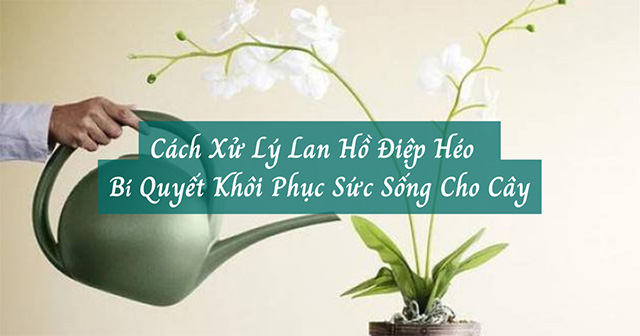 lan ho diep bi heo