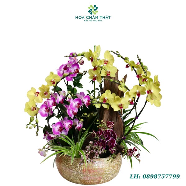 Chậu lan hồ điệp Bonsai - Đủ Đầy Chậu lan hồ điệp mini 12 cành – Đủ Đầy