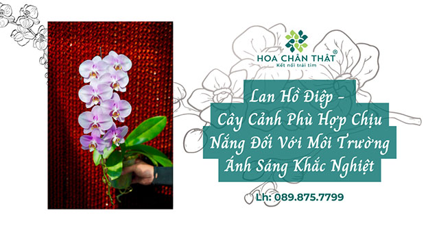 lan ho diep cay canh phu hop nang