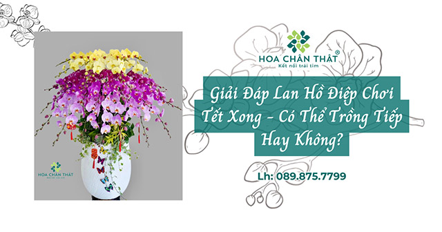 lan ho diep choi tet